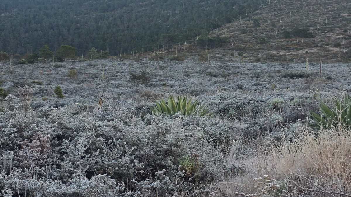 Escarcha de hielo en Galeana, Nuevo León