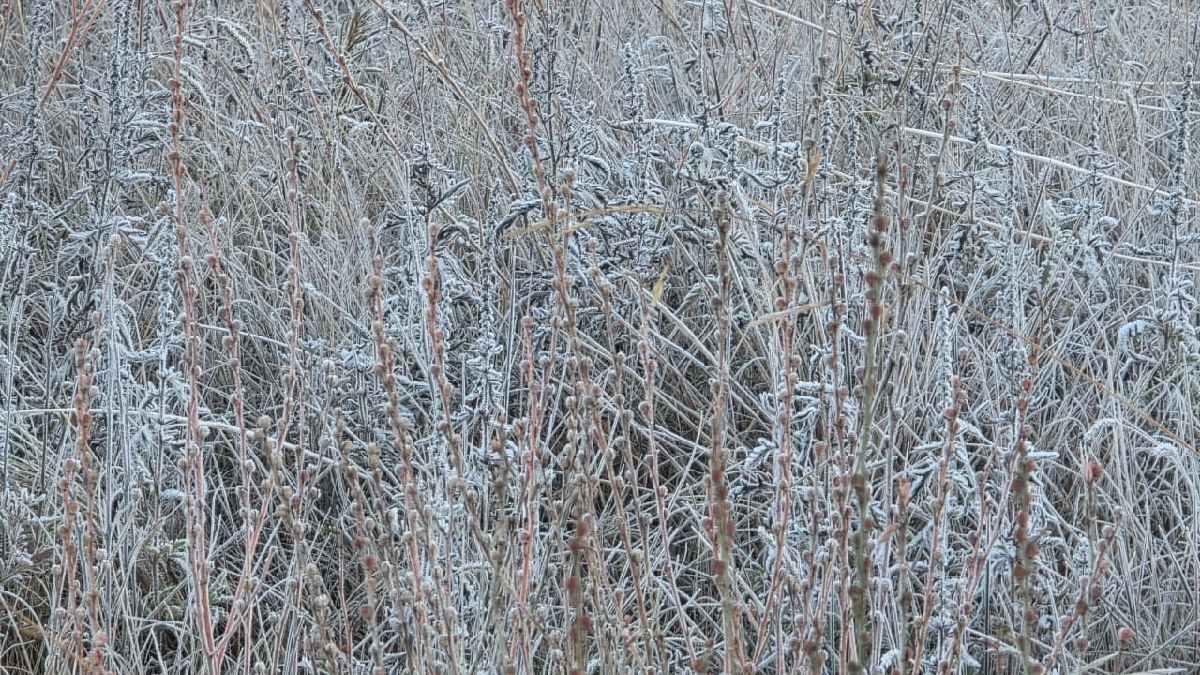 Cubierta de hielo por frío en Galeana, Nuevo León.