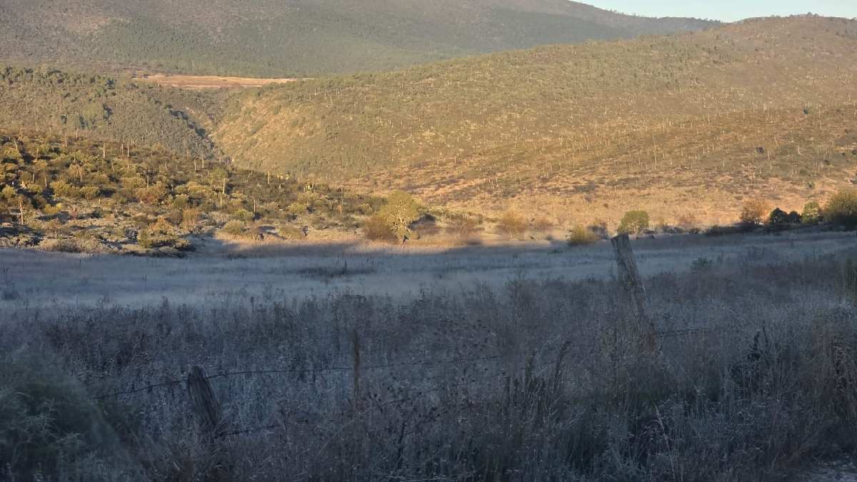 Cubierta de hielo en vegetación en Galeana, Nuevo León
