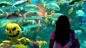 Peces en Acuario Michín CdMx