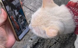 Gatoblanco viendo un celular