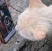 Gatoblanco viendo un celular