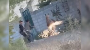 En las imágenes se observa a uno de los agresores sujetando al animal por el cuello mientras otro coloca y enciende un cohete en su parte trasera,
