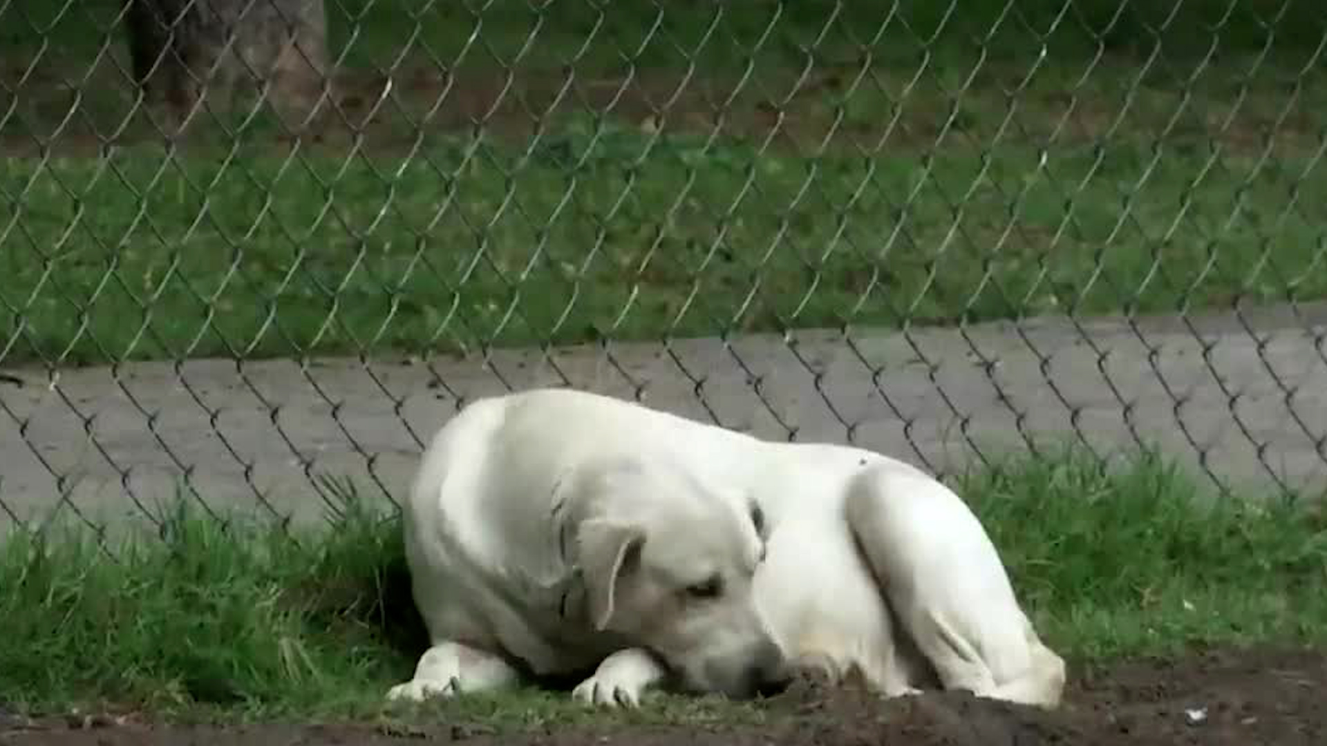 2025 se posicionó como el año con más carpetas de investigación por maltrato animal.