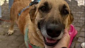 Un perro siendo acariciado en el rostro por una mano humana.