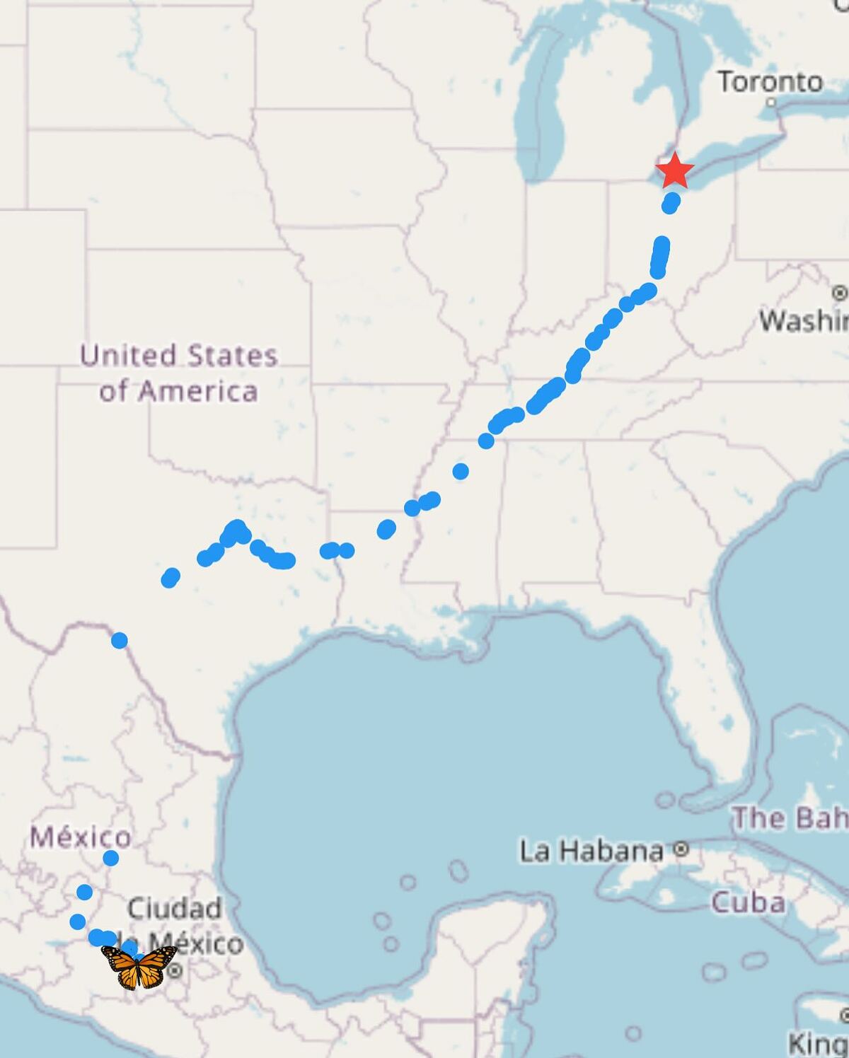 La primera mariposa monarca con trasmisor satelital llegó a Michoacán, captando su increíble viaje.