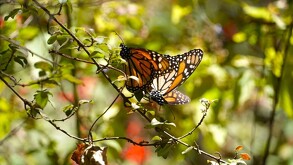 La primera mariposa monarca con trasmisor satelital llegó a Michoacán, captando su increíble viaje.