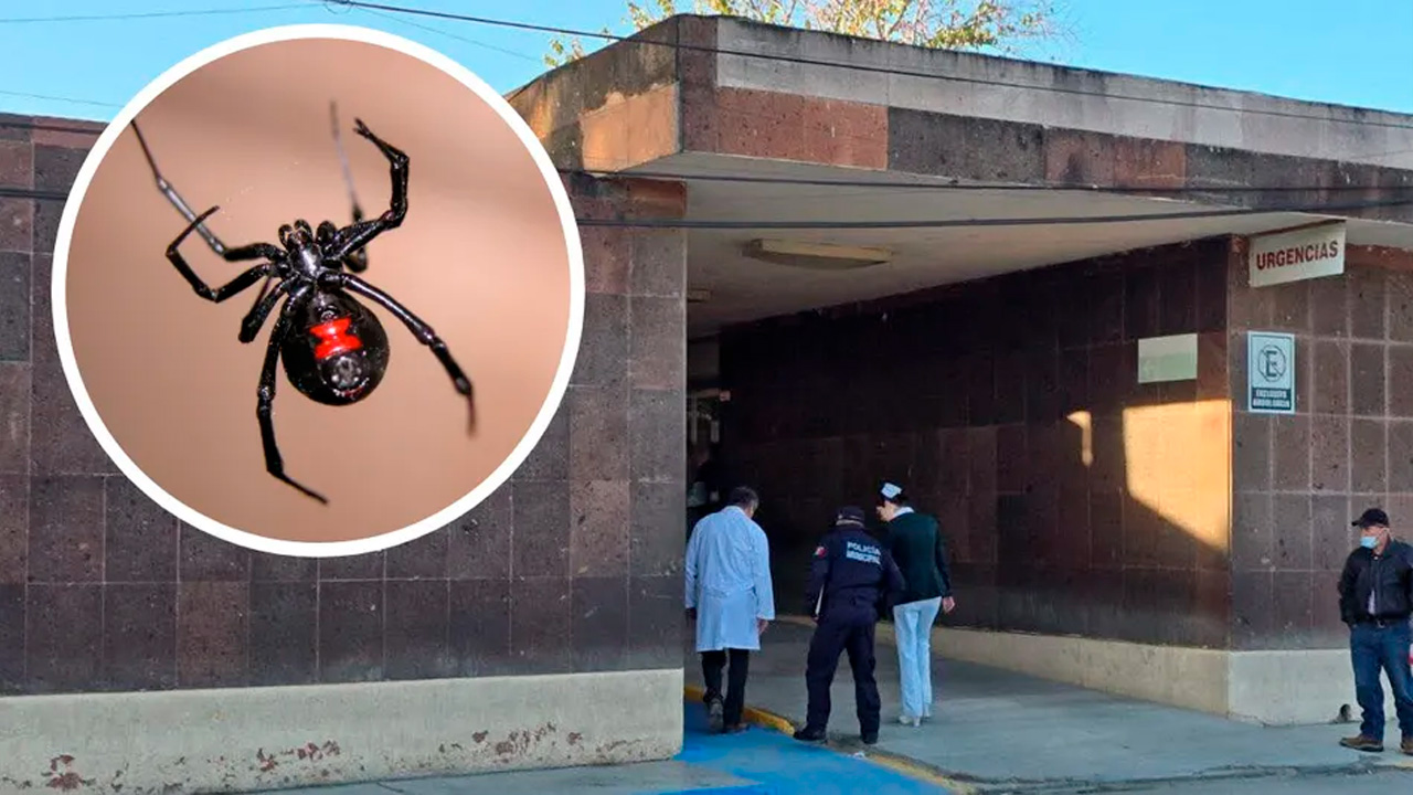 Una mujer de 38 años murió en Allende tras sufrir un choque anafiláctico por la picadura de una araña viuda negra.