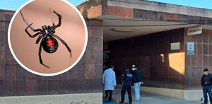 Una mujer de 38 años murió en Allende tras sufrir un choque anafiláctico por la picadura de una araña viuda negra.
