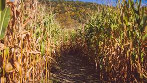 Ante la falta de apoyos al campo, productores de maíz de Jalisco advierten por crisis alimenticia en el país.