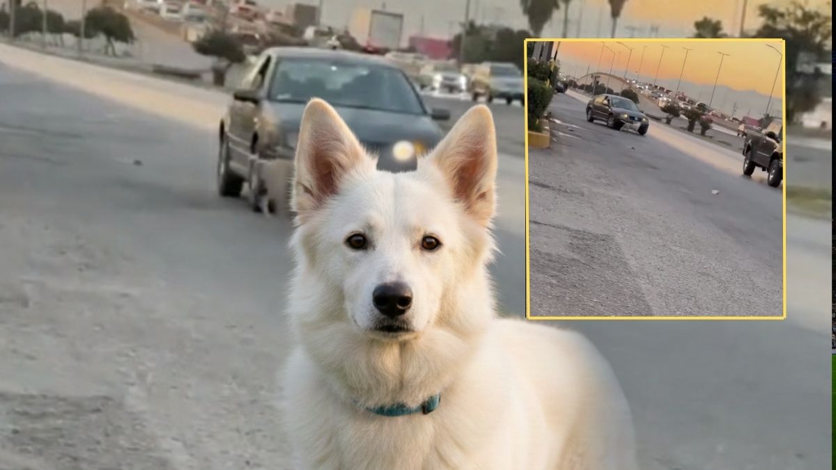Perrito blanco abandonado en el periférico de Torreón