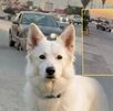 Perrito blanco abandonado en el periférico de Torreón
