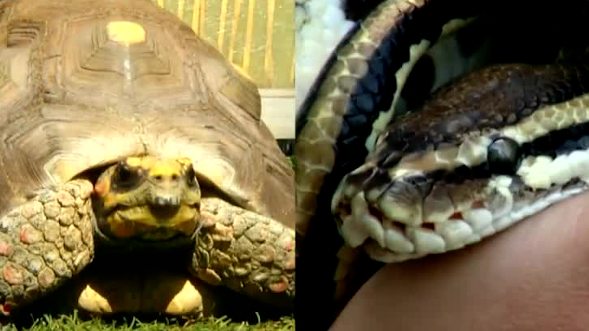 Gran parte de las especies silvestres y exóticas que existen en los hogares provienen de venta ilegal en lugares públicos.