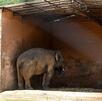 Telediario Media Elefante consigue su libertad tras 35 años encerrado, estaba triste y solitario