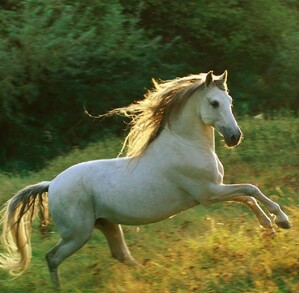 Un hermoso caballo blanco con una melena ondeante y una cola larga galopa en un campo cubierto de hierba. El sol de la tarde ilumina su silueta.