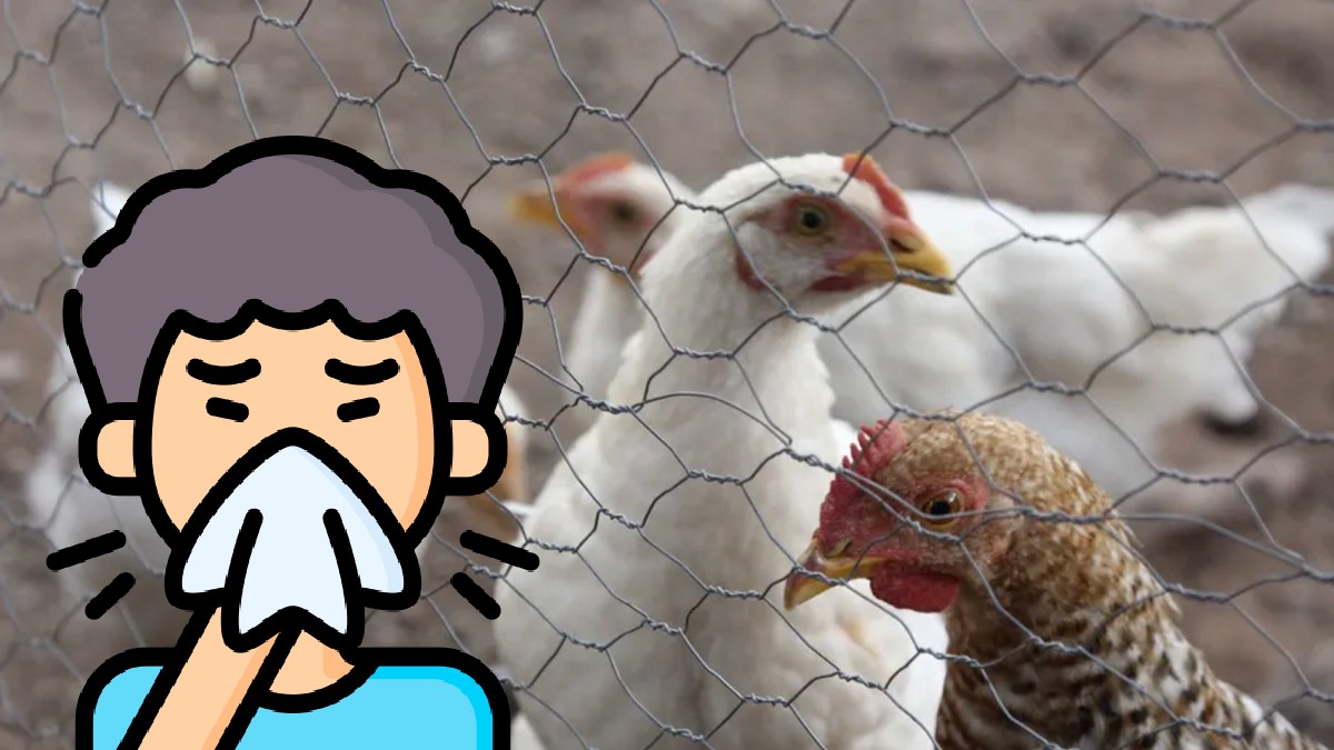 Gallinas dentro de un corral y al lado un hombre animado