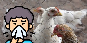 Gallinas dentro de un corral y al lado un hombre animado