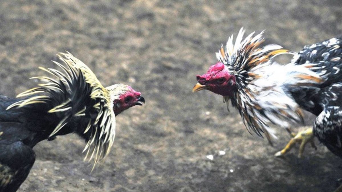 Gallos previo a una pelea