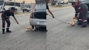 Personas capturando a serpiente pitón en un auto.