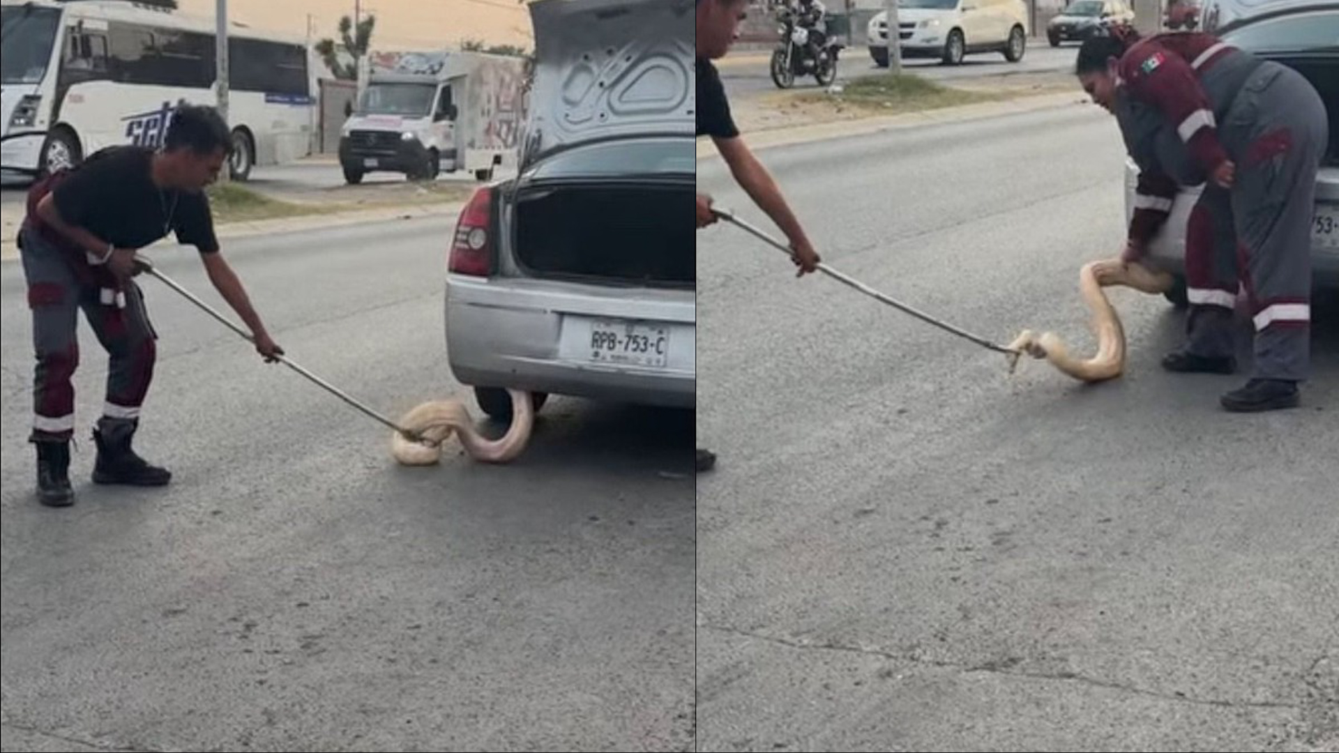 La joven se percató de la presencia de la serpiente cuando circulaba por la avenida Real de Palmas en Zuazua.