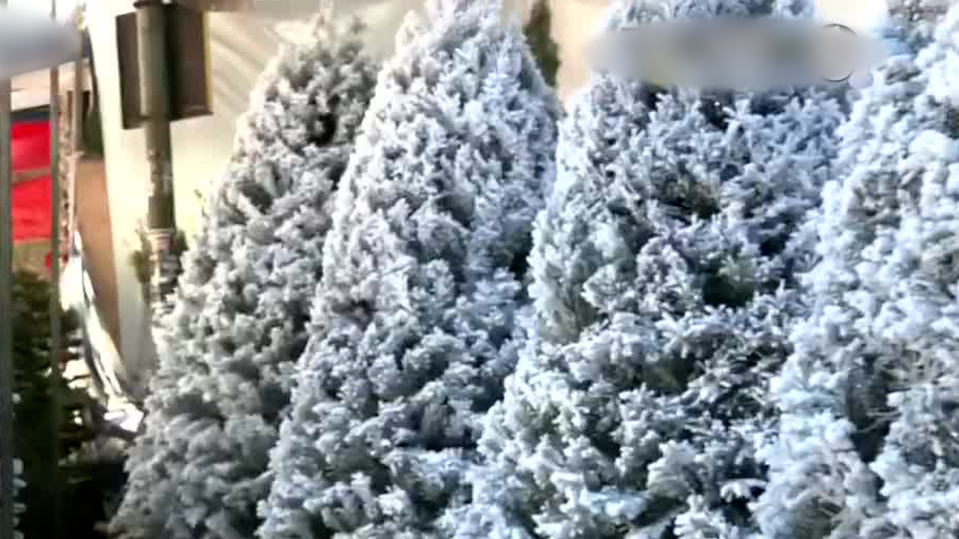 Con la llegada de la temporada decembrina, comerciantes del Mercado de Jamaica ponen a la venta pinos naturales.