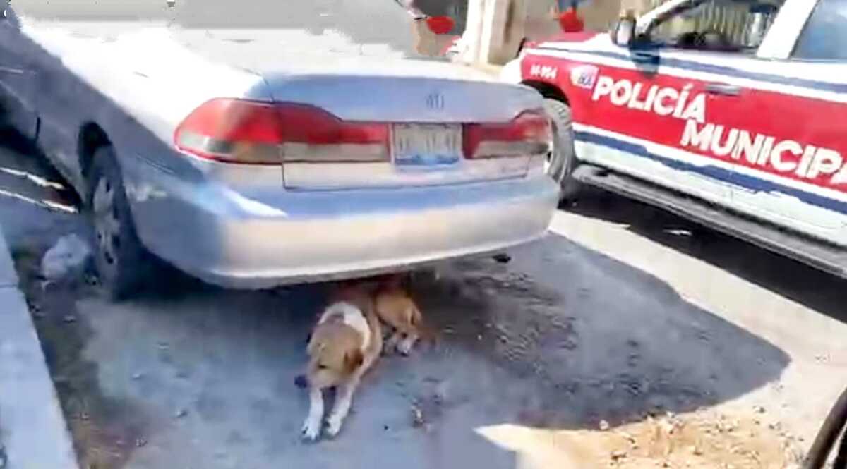 Imagen del perro que atacó al menor de edad e Tehuacán y que circula en redes sociales.