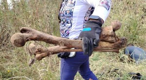 Integrante de Guerreros Buscadores de Jalisco sosteniendo partes de las osamentas encontradas en un terreno de Tlajomulco