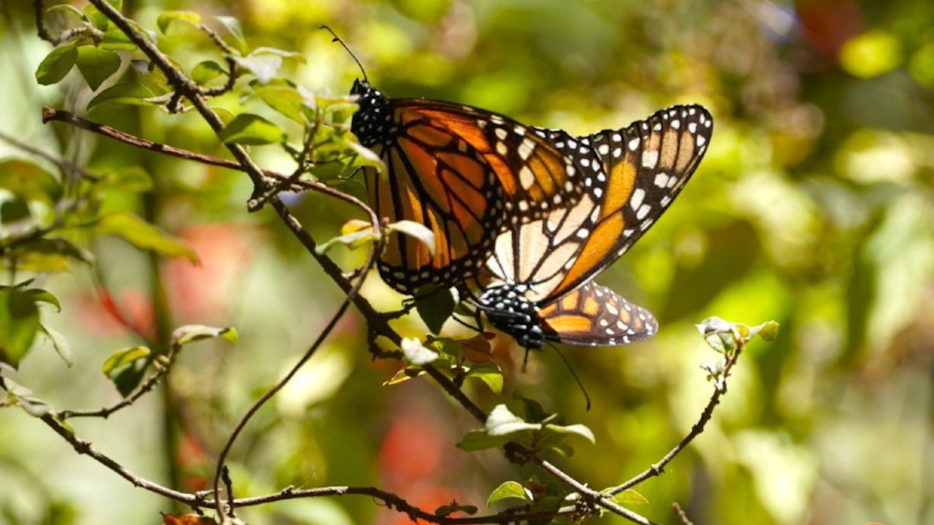 México lanzó un reclamo directo a Estados Unidos y Canadá, pues sus herbicidas siguen matando el alimento de la mariposa monarca.