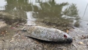 pez muerto en lago de Monterrey
