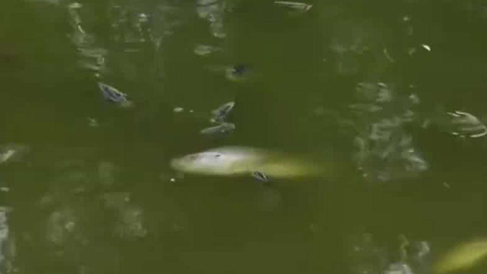 De acuerdo con los encargados del lugar todo parece indicar que el incidente se debe a una fuga de aguas negras que ingresó al lago.