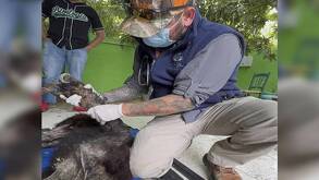 El equipo veterinario tomó muestras para evaluar su condición interna