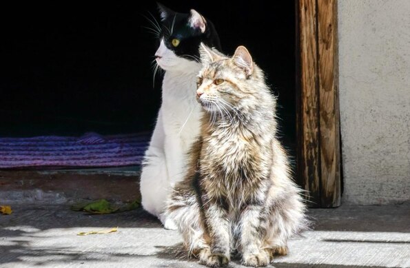 dos gatos sentados un una calle