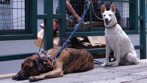 Se observa a dos perros en la calle, uno color café y otro balnco, ambos con correa.