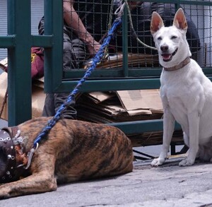 Se observa a dos perros en la calle, uno color café y otro balnco, ambos con correa.