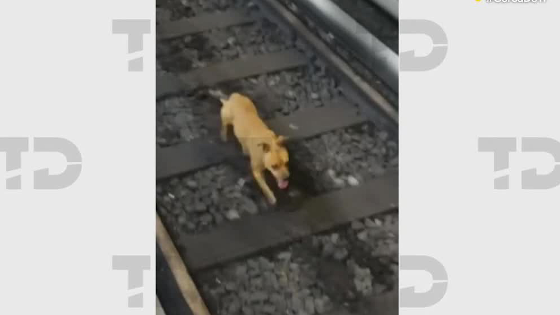 El incidente provocó un corte de energía en la línea para evitar que el can sufriera algún daño.