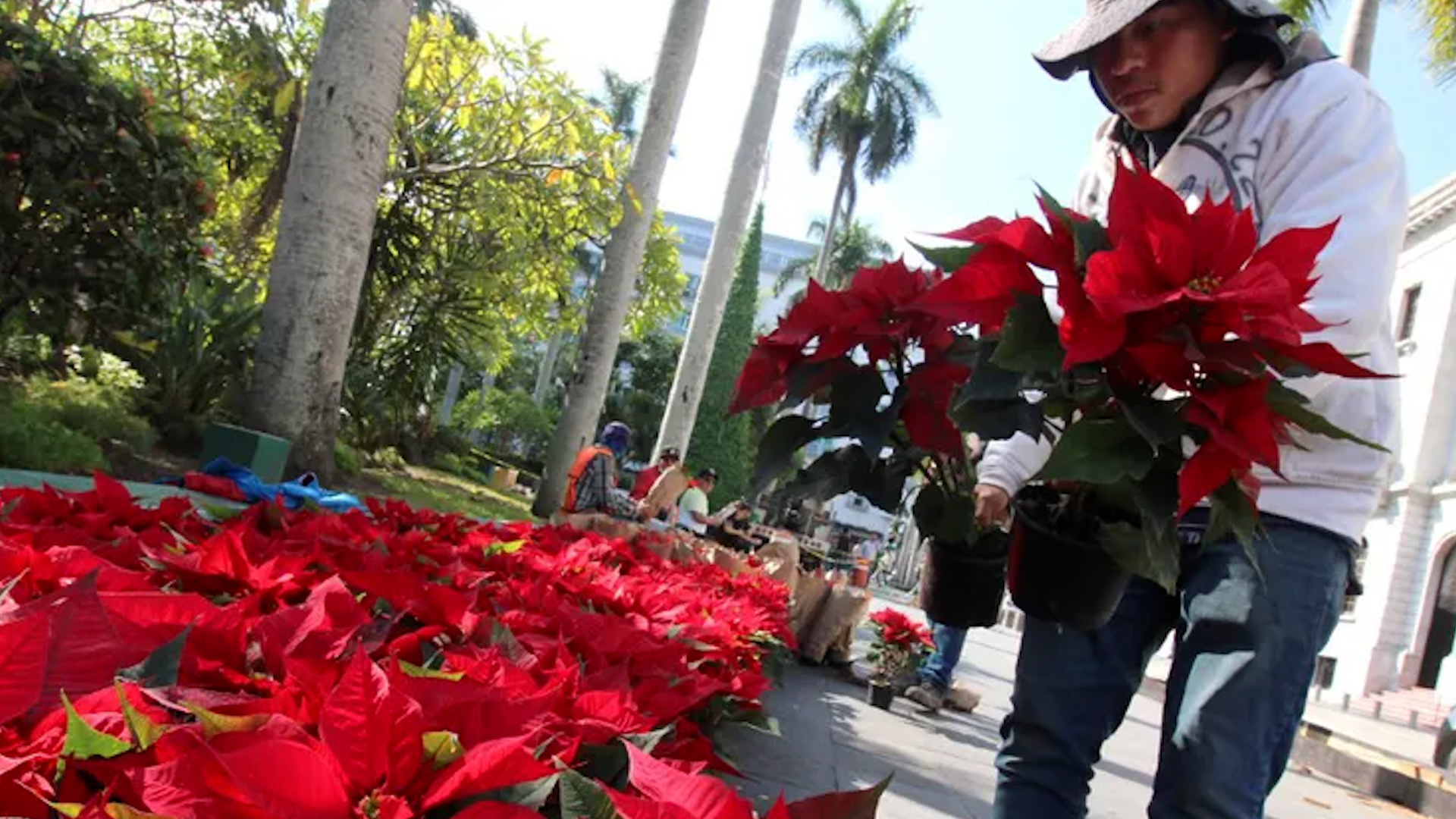 En México existen registro de al menos 22 variedades de la planta característica de la navidad.