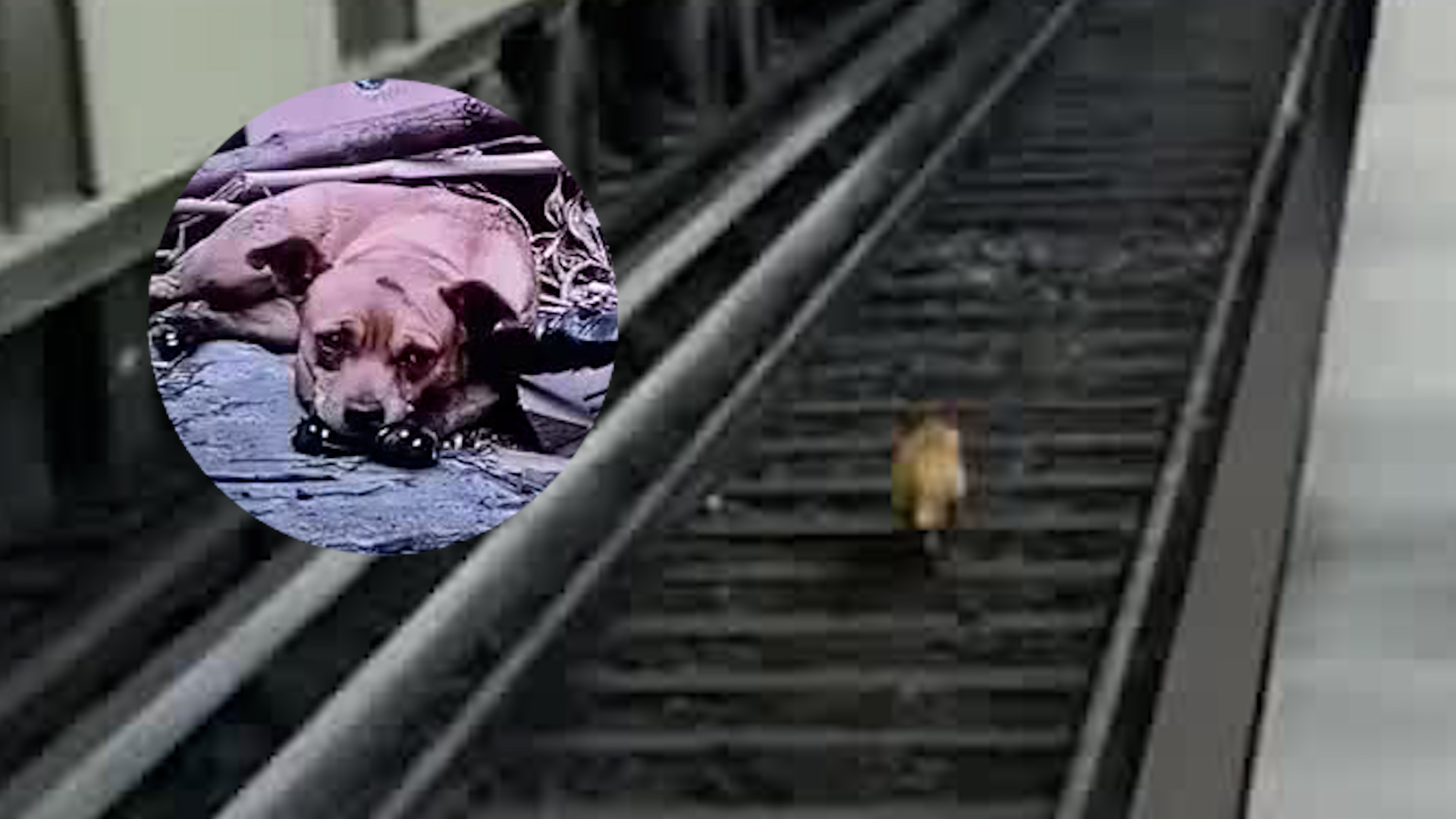 El pequeño canino recorrió 10 kilómetros al interior de los túneles desde la estación Portales hasta llegar a la zona de maniobras de Cuatro Caminos.