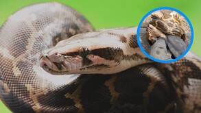 Imagen representativa de un pitón que atacó a un hombre en la India.