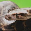 Imagen representativa de un pitón que atacó a un hombre en la India.