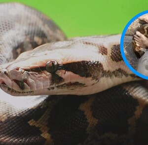 Imagen representativa de un pitón que atacó a un hombre en la India.