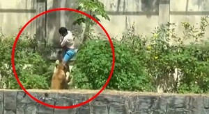 Leona atacando a un hombre con playera blanca y short azul que está abrazando un árbol con platas a los lados y un circulo rojo delimitando la imagen