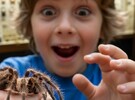 Niños y adultos pueden divertirse  y aprender con los asombrosos bichos que se encuentran en este museo.