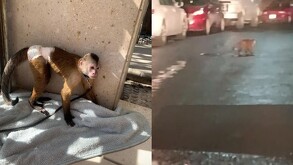 Mono capuchino caminando en Lomas Modelo en Monterrey.