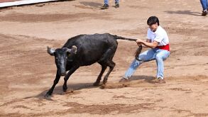 Un hombre jalando la cola de un toro en movimiento.