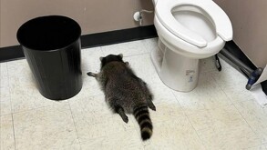 Un peculiar incidente protagonizado por un mapache ocurrió en Virginia, Estados Unidos. El animal entró a una licorería y tras alcoholizarse, durmió en el baño.