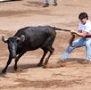 Un hombre jalando la cola de un toro en movimiento.