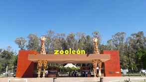 Una jauría de perros atacó a aproximadamente 24 borregos muflones dentro de las instalaciones del Zoológico de León, en un hecho que ha generado fuerte alarma.