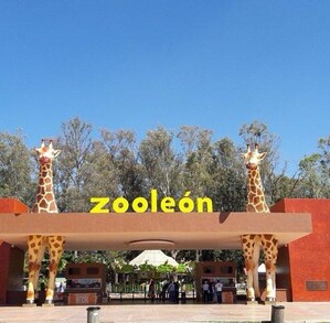 Una jauría de perros atacó a aproximadamente 24 borregos muflones dentro de las instalaciones del Zoológico de León, en un hecho que ha generado fuerte alarma.