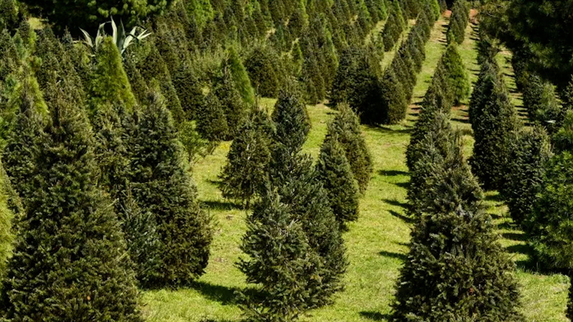 Amecameca ha sido reconocido con premios de ecología por su labor en la preservación de esta área natural.