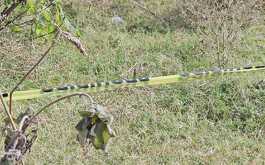 Pastizal y una cinta amarilla de advertencia